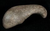 Fossil Cetacean (Whale) Ear Bone - Miocene #3487-1